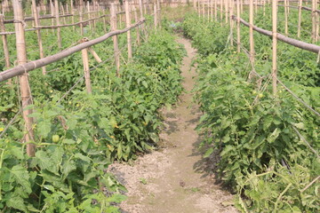 raw tomato on tree in farm for harvest