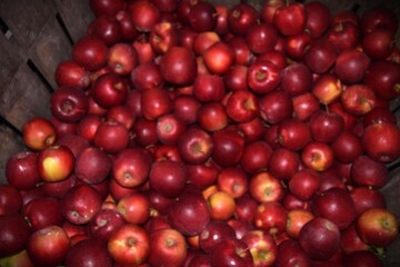 Apples pf New England