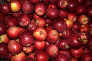 Apples pf New England