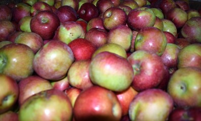 Apples pf New England