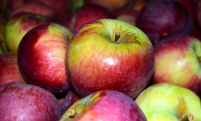 Apples pf New England