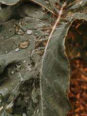 Close-up of a large plant leaf covered in raindrops after a fresh shower. Rich brown tones and delicate water droplets create a serene, earthy atmosphere, capturing the beauty of nature up close