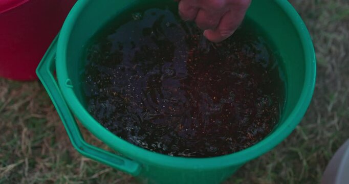 Farmer making wine from ripe grapes and stirring vine liquid with alcoholmeter. Traditional production winemaking in the countryside farms. 