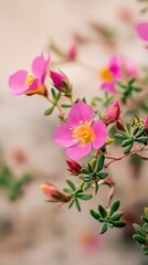 Fototapeta premium Pink Flower Blossom with Delicate Petals and Green Leaves