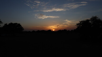 Argan Tree in Moroccan Landscape with Rough Bark and Arid Environment, Essential for Argan Oil Production, Argan Skincare, Argan Hair Oil, Argan Cosmetics, and Organic Argan Benefits