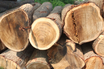 Wooden logs stock on saw mill