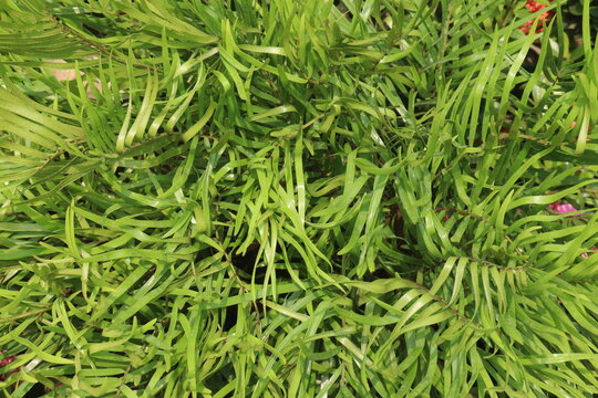 Zamia integrifolia leaf plant on nursery