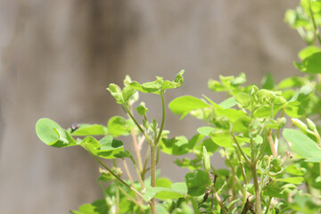 Wood sorrels flower, medicinal plant on nursery