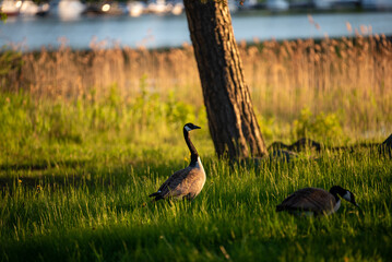 wild goose on the lake