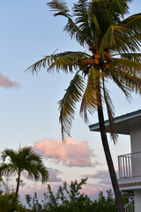 palm trees in the sun