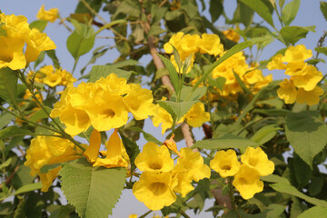 Yellow elder flower plant on farm
