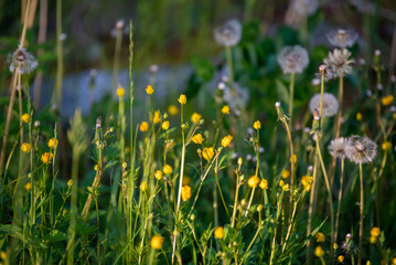 Dandelions in a Field
