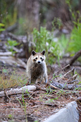 Raccoon in the Forest 