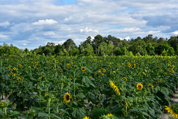 Field of Sunflowers