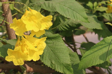 Yellow elder flower plant on farm