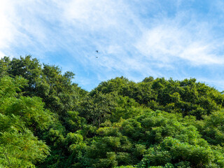 Obraz premium 青空と新緑に覆われた山