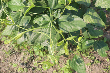 Yardlong bean plant on farm for harvest