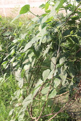 Yardlong bean plant on farm for harvest