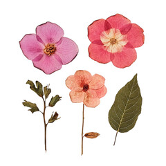 Beautiful Collection of Dried Flowers in Vibrant Colors