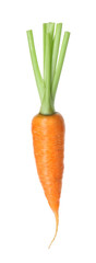 One fresh ripe carrot isolated on white