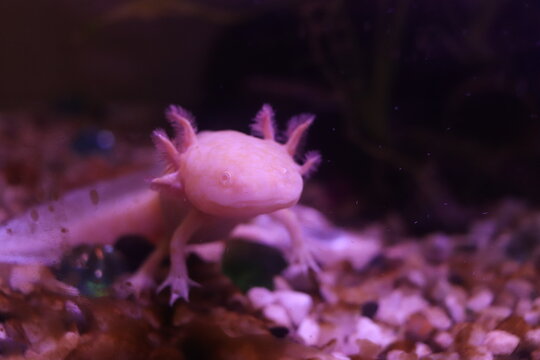 ajolote