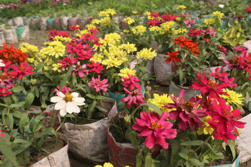 Zinnia angustifolia flower plant on nursery