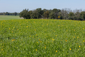 Cover crops on a hilly field with sunflowers and trees and a blue sky in the background. 