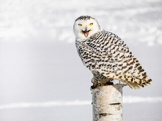 Snowy owl (Bubo scandiacus) perching on a pole on a cold winter morning,    Southern Ontario