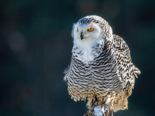 Snowy owl (Bubo scandiacus) perching on a rotten fance post on a cold winter morning against dark foliage background.