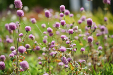 センニチコウの彩り