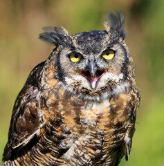 Great-horned Owl portrait with green background, Quebec, Canada