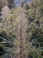 frost on dry plants on a cold autumn