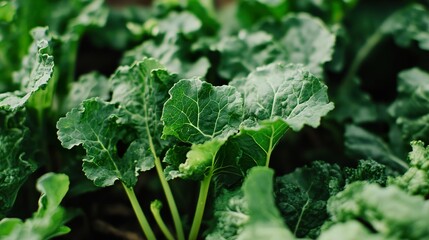 Close-Up of Vibrant Green Leaves in a Garden