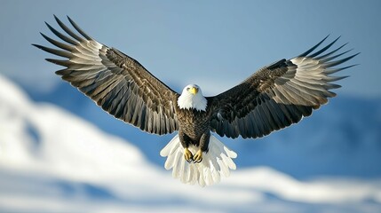 Obraz premium Bald Eagle with Wings Spread Wide in Flight