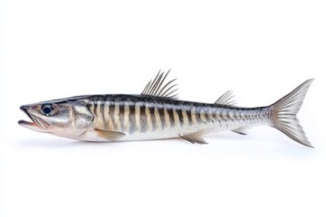 the beside view European Barracuda, left side view, white copy space on right, Isolated on White Background