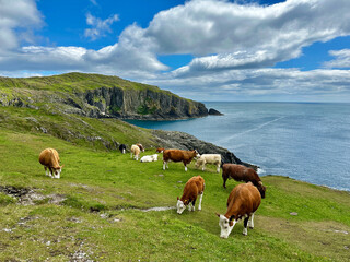 cows on the seaside of Ireland