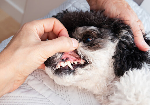 Dog teeth examination or checkup by veterinarian and pet owner. 6 years old miniature poodle with white teeth and healthy gums. Dental Health and dental cleaning concept. Selective focus.