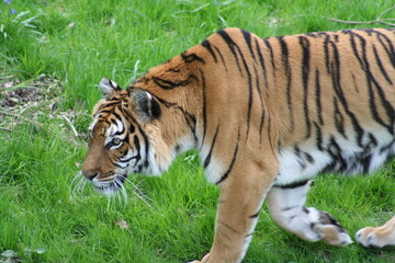 siberian tiger in the grass