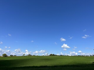 Fototapeta premium Corn field with big blue sky - Champ de maïs avec grand ciel bleu