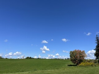 Corn field with big blue sky - Champ de maïs avec grand ciel bleu