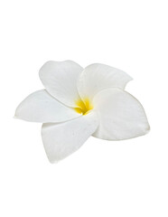 Fototapeta premium Plumeria pudica isolated on white background.