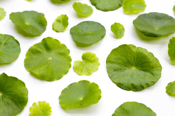 Fototapeta premium Centella asiatica plant (Gotu Kola) Fresh herb leaves