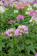 Cleome spinosa flower in the park