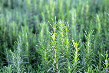 Rosemary plant, Fresh herb in the garden
