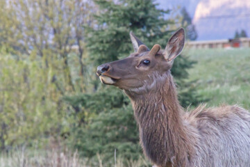 Fototapeta premium A Male Elk in the Spring