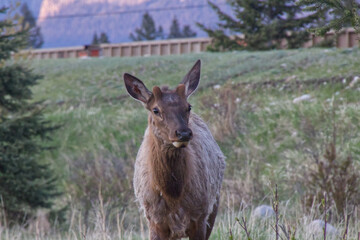 A Male Elk in the Spring