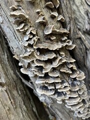 fungus on tree bark