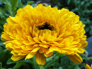 yellow chrysanthemum flower