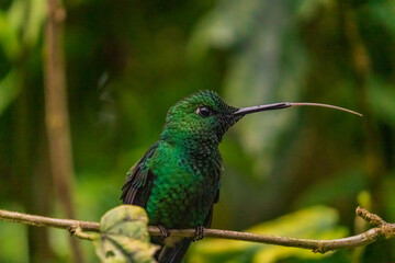 hummingbird on a branch