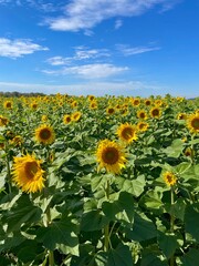 Naklejka premium field of sunflowers